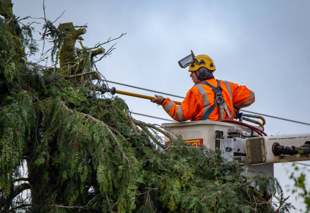 Best Arborist Consultation Services  in St Pete Beach, FL