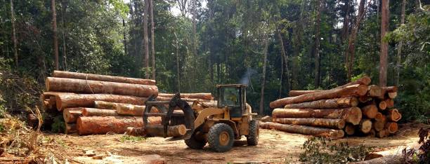 Best Hazardous Tree Removal  in St Pete Beach, FL