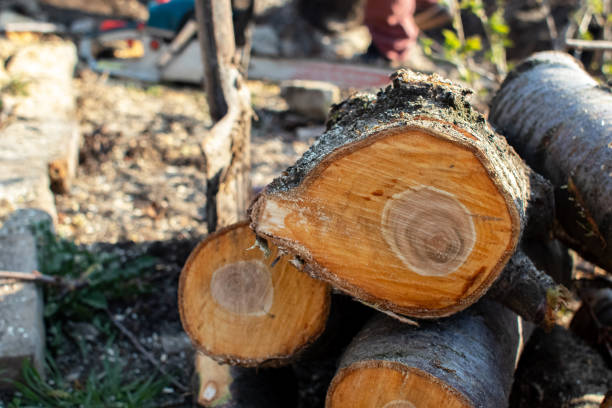 Best Tree Trimming and Pruning  in St Pete Beach, FL