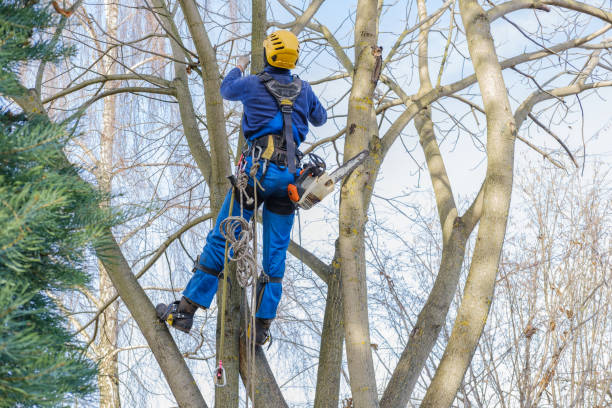 Trusted St Pete Beach, FL Tree Care Experts
