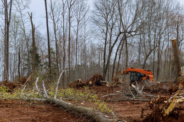 Best Storm Damage Tree Cleanup  in St Pete Beach, FL