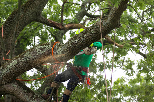  St Pete Beach, FL Tree Care Pros