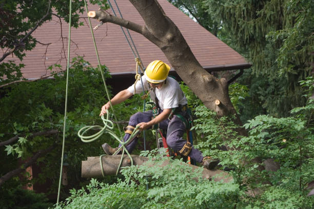 Best Lawn Maintenance Plans  in St Pete Beach, FL