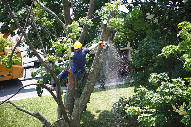Best Tree Preservation Services  in St Pete Beach, FL