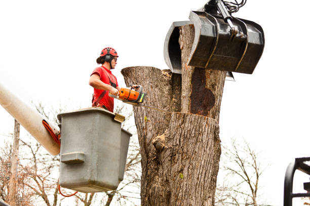 Best Utility Line Clearance  in St Pete Beach, FL