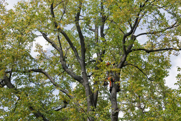 Best Tree Risk Assessment  in St Pete Beach, FL